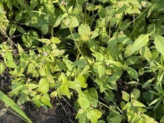 Galinsoga quadriradiata