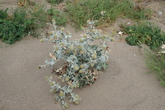 Eryngium maritimum