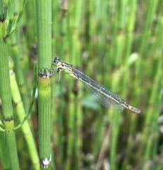Coenagrion armatum
