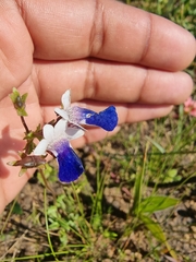 Nemesia barbata