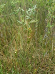 Setaria pumila