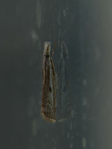 trávovec suchomilný (Agriphila geniculea)