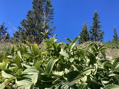 Veratrum californicum