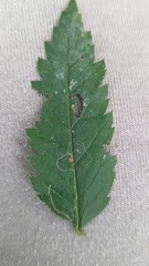 Lyonetia clerkella