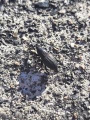 Sphenophorus cicatristriatus
