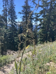 Veratrum californicum