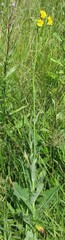 Sonchus arvensis