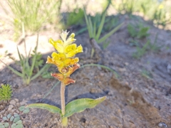 Lachenalia orchioides