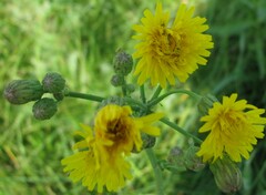 Sonchus arvensis