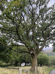 Quercus robur