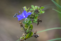 Megachile mendica