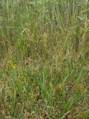 Setaria pumila