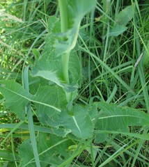 Sonchus arvensis