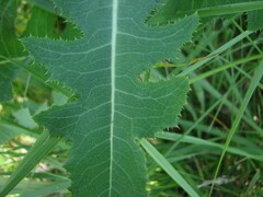 Sonchus arvensis