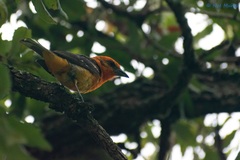 Piranga bidentata