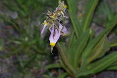 Primula fragrans