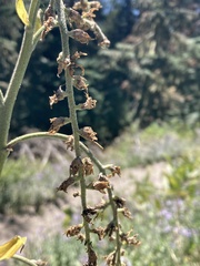 Veratrum californicum