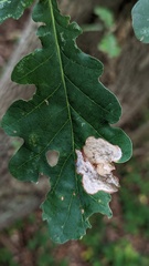 Tischeria ekebladella