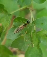 Sargus bipunctatus