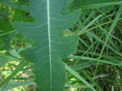 Sonchus arvensis