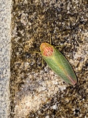 Gyponana octolineata