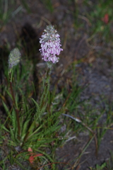 Pedicularis attollens