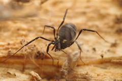 Nemastoma bimaculatum