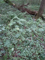 Aconitum lasiostomum