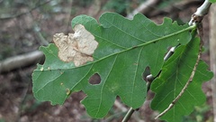 Tischeria ekebladella