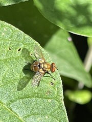 Gymnoclytia