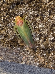 Gyponana octolineata
