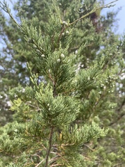 Juniperus virginiana