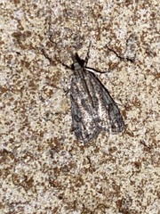 Eudonia heterosalis