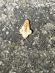 Creatonotos