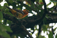 Piranga bidentata