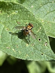 Gymnoclytia