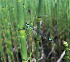 Coenagrion armatum