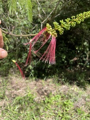 Calliandra houstoniana