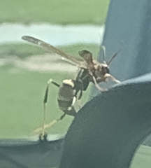 Polistes exclamans