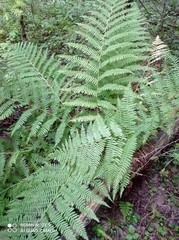 Athyrium filix-femina