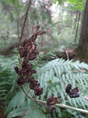 Aconitum lasiostomum