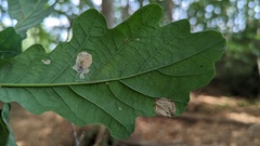 Phyllonorycter quercifoliella
