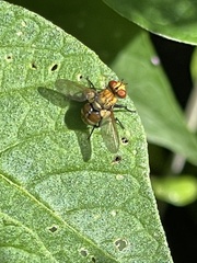 Gymnoclytia