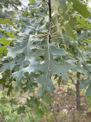 Quercus