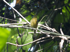 Mionectes oleagineus