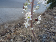 Spilostethus pandurus