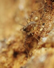 Rilaena triangularis