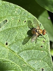 Gymnoclytia