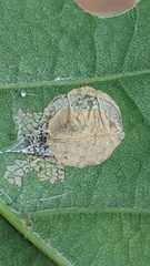 Phyllonorycter quercifoliella