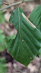 Phyllonorycter maestingella